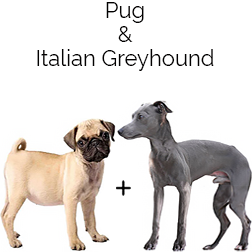 Puggit Dog